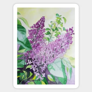 Watercolour lilacs painting Sticker